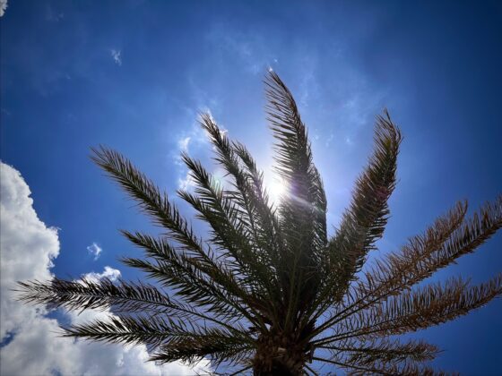 Palm tree in the summer